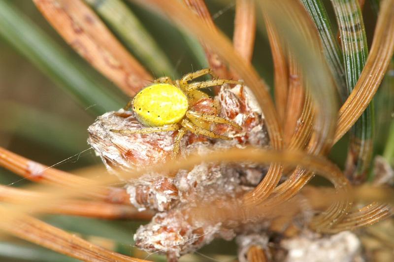 Araniella_cucurbitina_D2992_Z_86_NP De Hoge Veluwe_Nederland.jpg